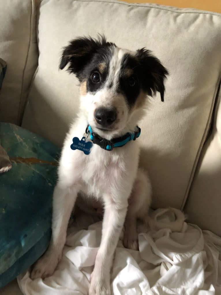 Max, a Collie and Labrador Retriever mix tested with EmbarkVet.com