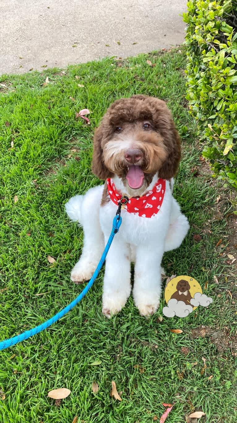 Duke, a Goldendoodle tested with EmbarkVet.com
