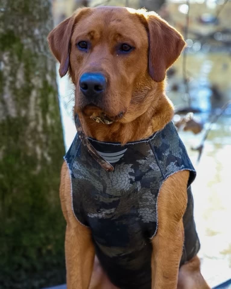 Rip, a Labrador Retriever tested with EmbarkVet.com