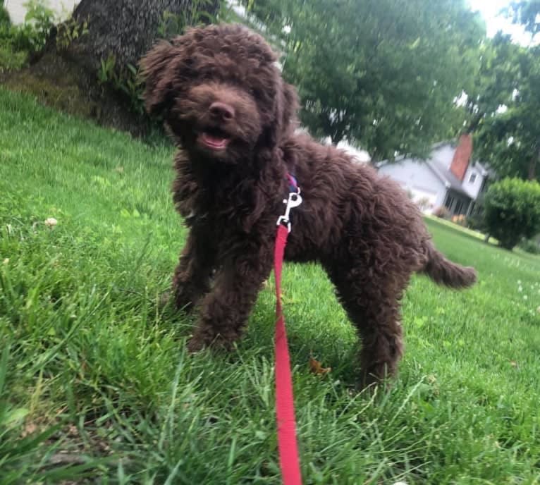 Rosie, a Lagotto Romagnolo tested with EmbarkVet.com