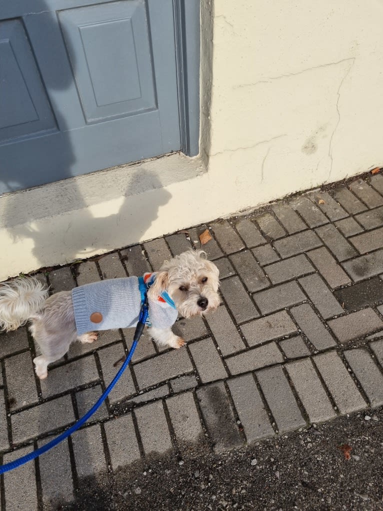 Scruffy Murphy, a Russell-type Terrier and Bichon Frise mix tested with EmbarkVet.com