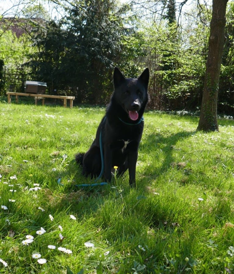 Moshae, a Canaan Dog tested with EmbarkVet.com