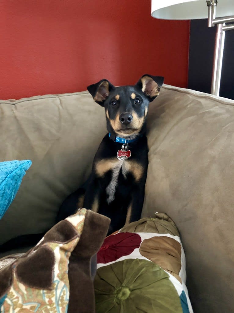 Blitzen, an Australian Cattle Dog and Doberman Pinscher mix tested with EmbarkVet.com