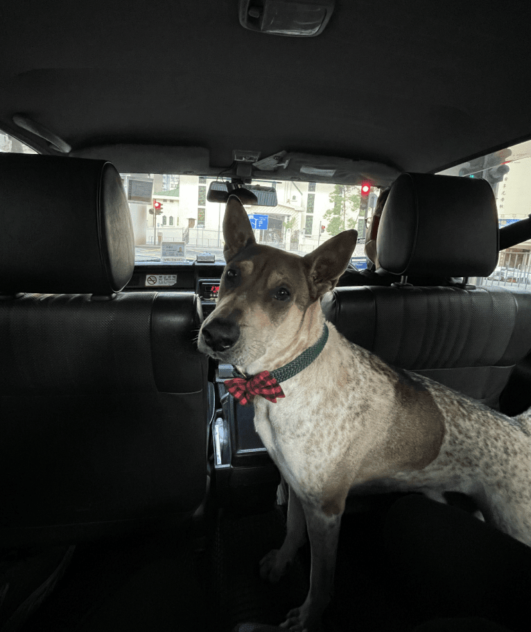 Miso, a Hong Kong Village Dog tested with EmbarkVet.com