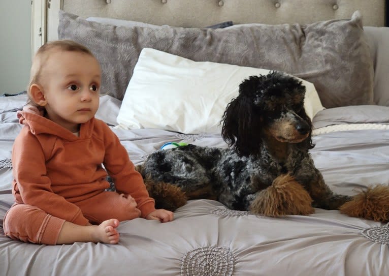 Nash, a Poodle tested with EmbarkVet.com