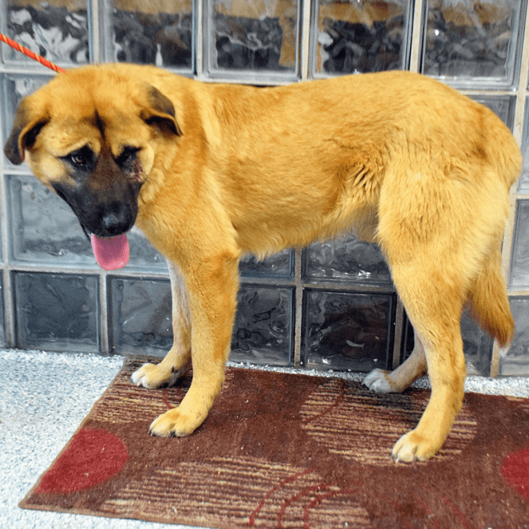 Pharaoh, a Japanese or Korean Village Dog and Great Pyrenees mix tested with EmbarkVet.com
