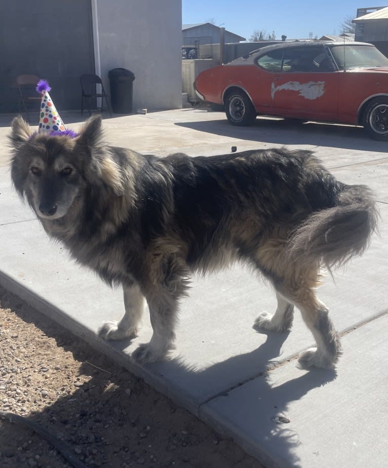 Brutus, a German Shepherd Dog and Siberian Husky mix tested with EmbarkVet.com