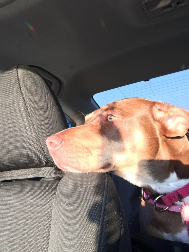 Beach's Dorie Jade, a Catahoula Leopard Dog tested with EmbarkVet.com