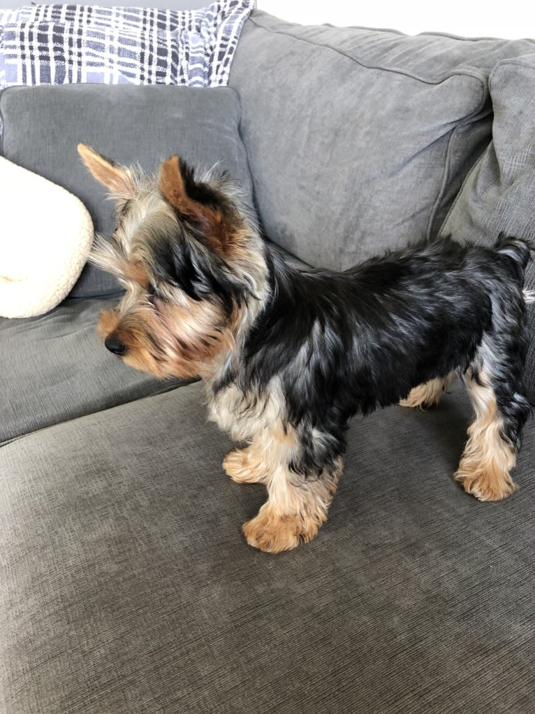 Bentley, a Yorkshire Terrier tested with EmbarkVet.com