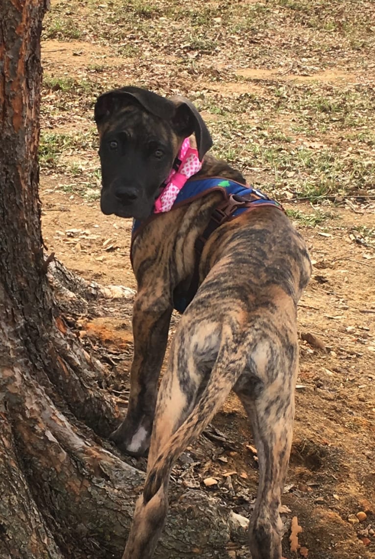 Sidney, a Great Dane tested with EmbarkVet.com