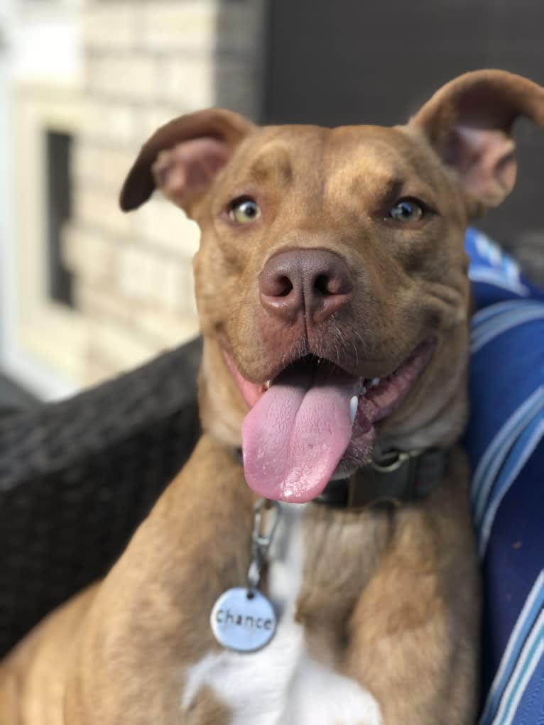 Chance, an American Pit Bull Terrier and Brittany mix tested with EmbarkVet.com