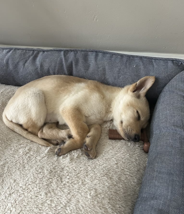 Junie B. Jones, a German Shepherd Dog and Australian Cattle Dog mix tested with EmbarkVet.com