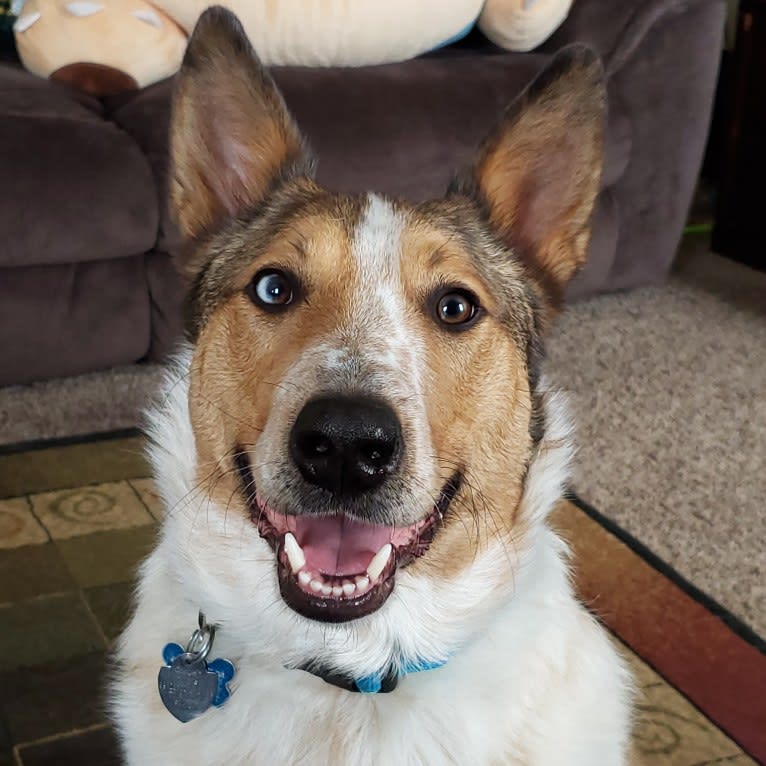 Zeke, an Australian Cattle Dog and Collie mix tested with EmbarkVet.com