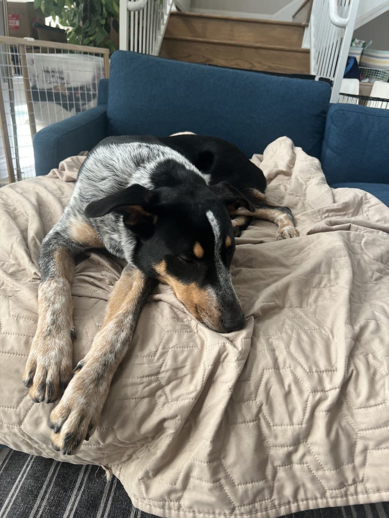 Milo, an Australian Cattle Dog and American Pit Bull Terrier mix tested with EmbarkVet.com