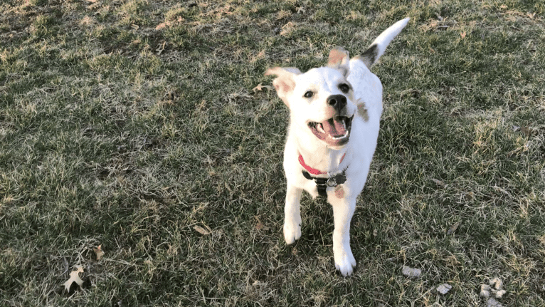 Millie, an Australian Cattle Dog and Great Pyrenees mix tested with EmbarkVet.com