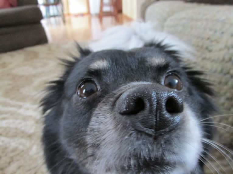 Piper, an American Eskimo Dog and Pomeranian mix tested with EmbarkVet.com