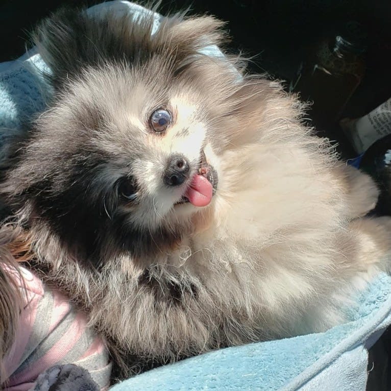 Ferris, a Pomeranian tested with EmbarkVet.com