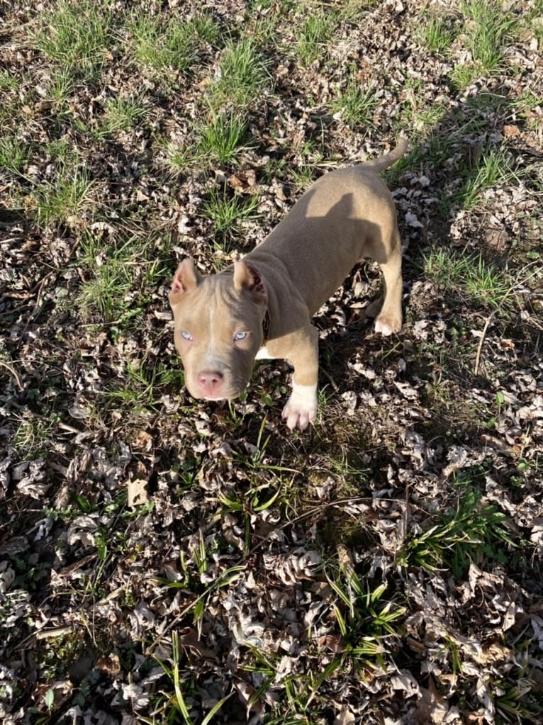 Lucci, an American Bully tested with EmbarkVet.com