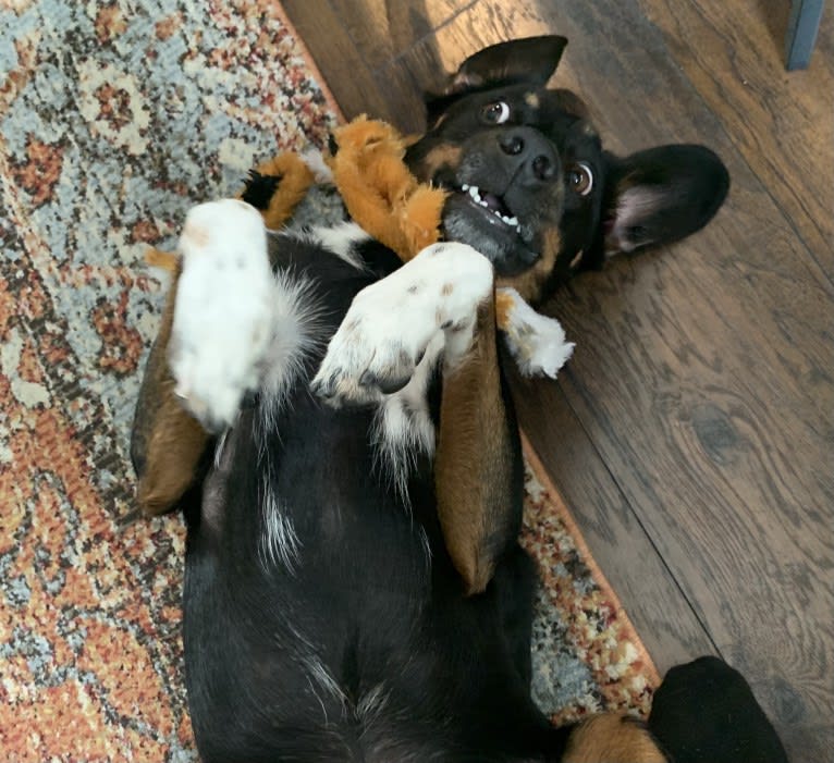 Mate, a Beagle and Australian Cattle Dog mix tested with EmbarkVet.com