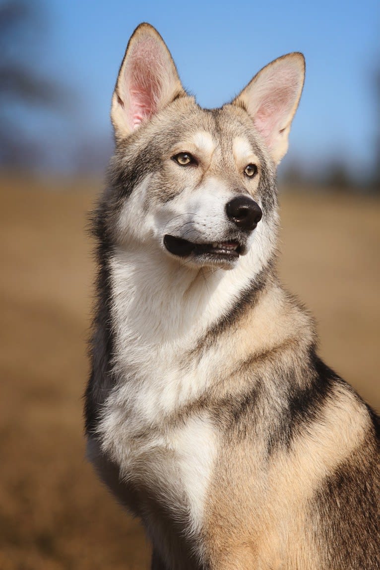 Cyrian Corvo Netis Tala, a Saarloos Wolfdog tested with EmbarkVet.com