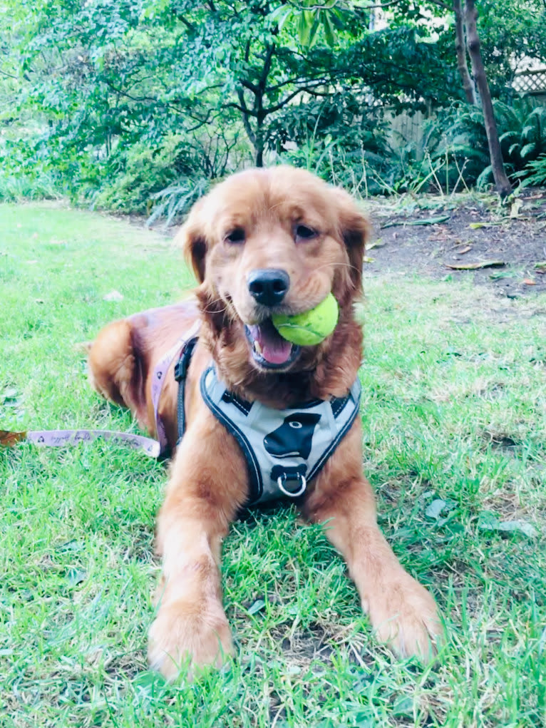 Gracie, a Golden Retriever tested with EmbarkVet.com