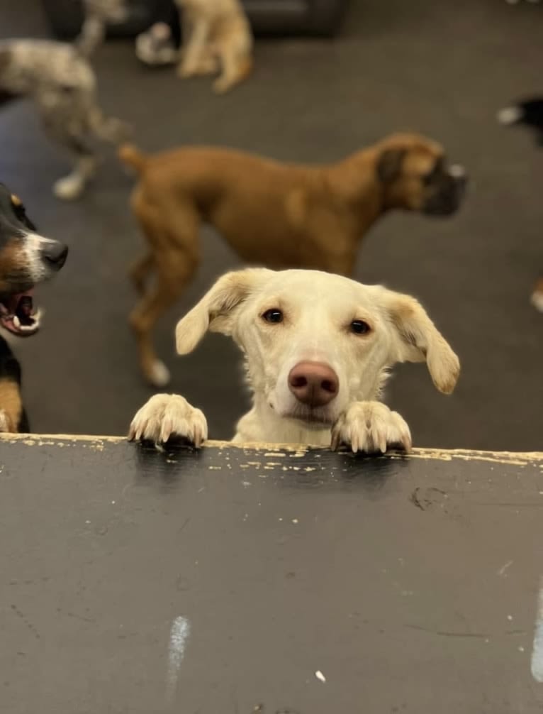 Stevie, an Australian Shepherd and Beagle mix tested with EmbarkVet.com