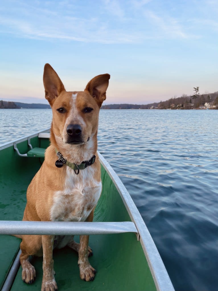 Annie, an Australian Cattle Dog and American Pit Bull Terrier mix tested with EmbarkVet.com