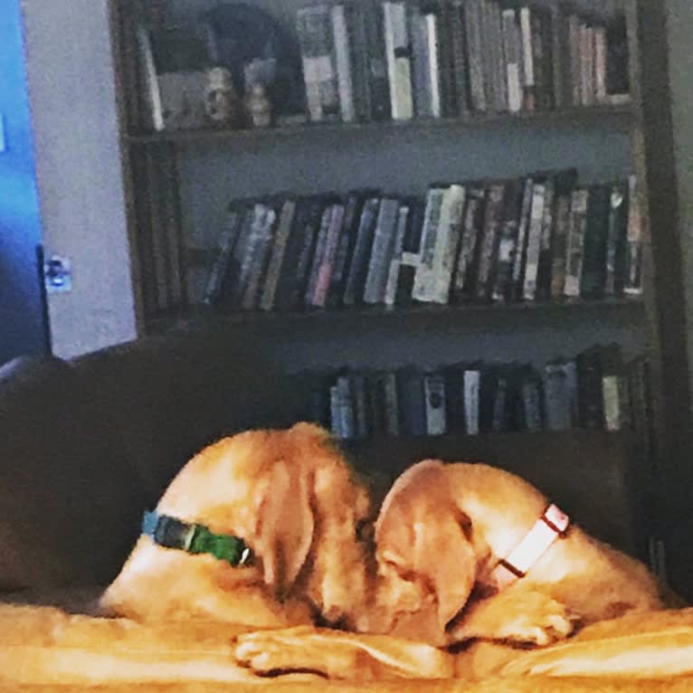 Daisy, a Vizsla tested with EmbarkVet.com