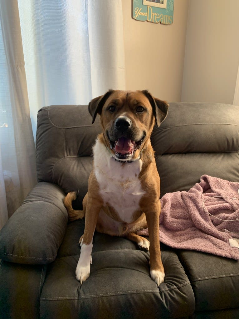 Boxer and australian shepherd mix top