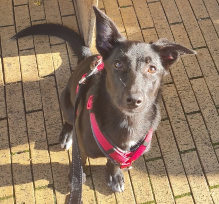 Photo of Yuri, a Border Collie and Dutch Shepherd mix in Netherlands