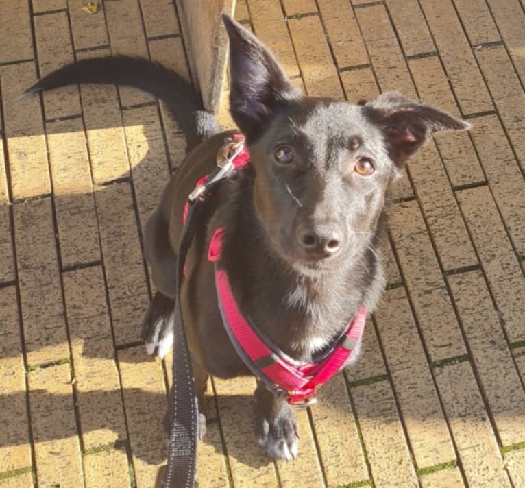 Yuri, a Border Collie and Dutch Shepherd mix tested with EmbarkVet.com