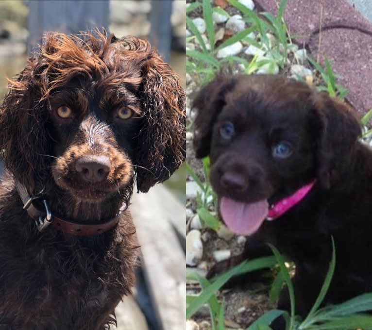 Binky, a Boykin Spaniel tested with EmbarkVet.com