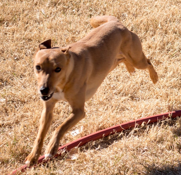 Atom, a Whippet and Border Collie mix tested with EmbarkVet.com