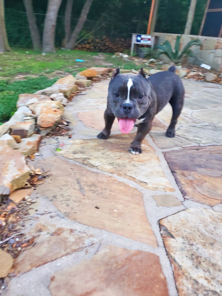 Lucas, an American Bully tested with EmbarkVet.com