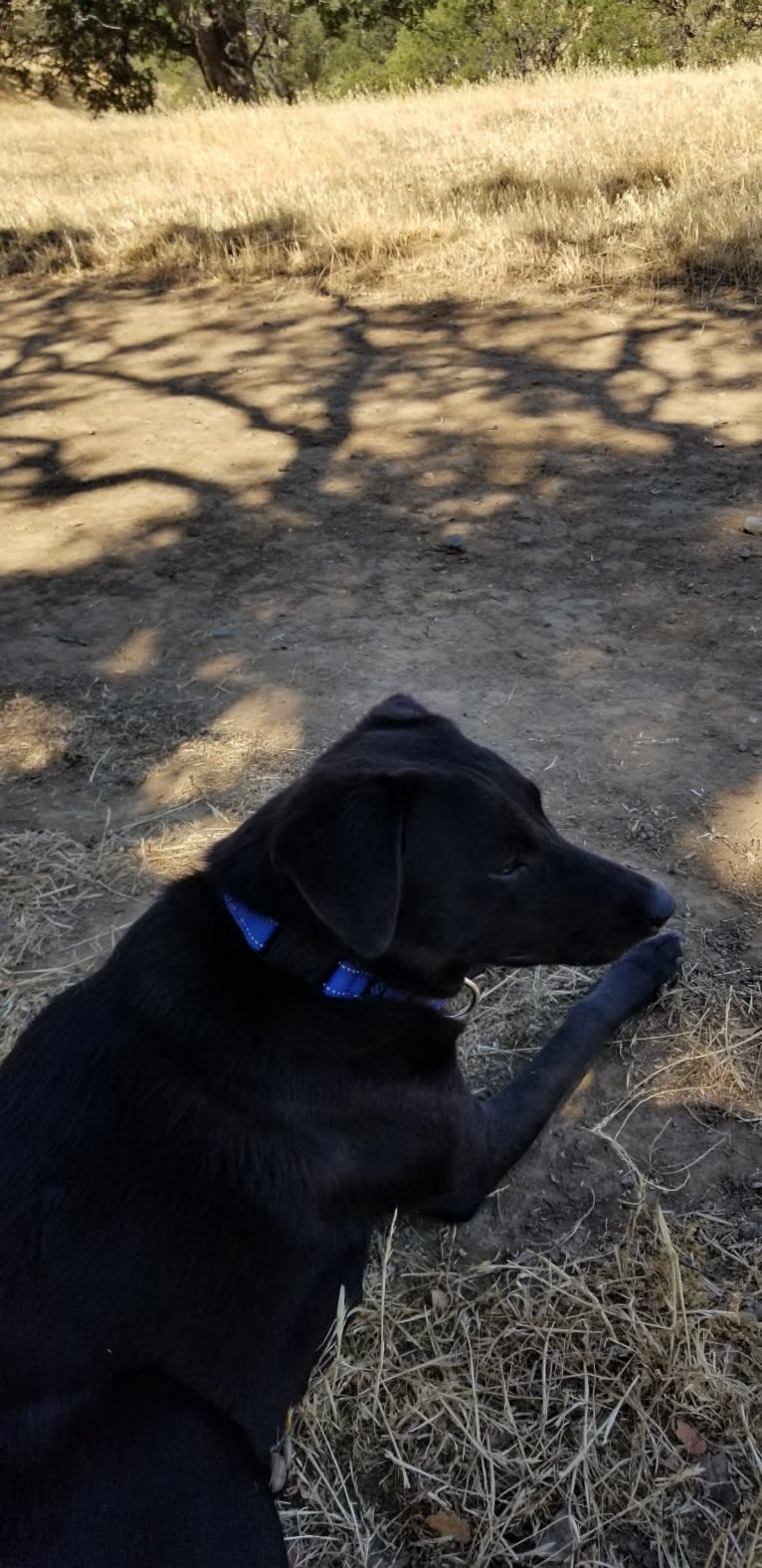 Cogsworth, a Formosan Mountain Dog tested with EmbarkVet.com