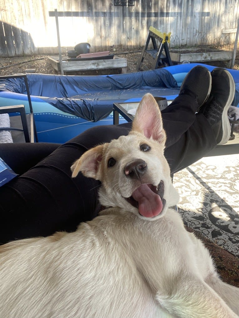 Comet, a Chow Chow and German Shepherd Dog mix tested with EmbarkVet.com