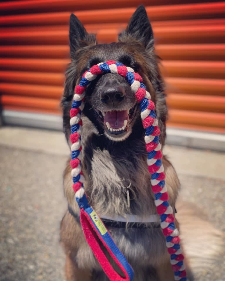 Rush, a Belgian Shepherd tested with EmbarkVet.com