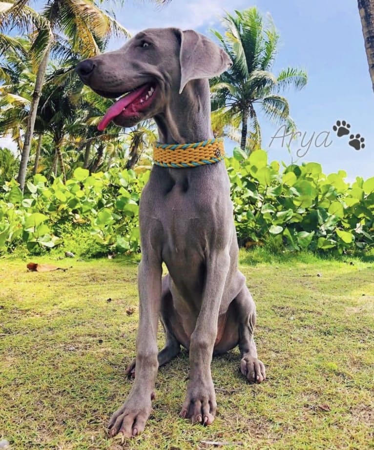 Arya the Weim, a Weimaraner tested with EmbarkVet.com