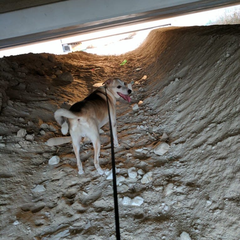 Photo of Johnny, a Middle Eastern Village Dog  in Abu Dhabi, Abu Dhabi, United Arab Emirates