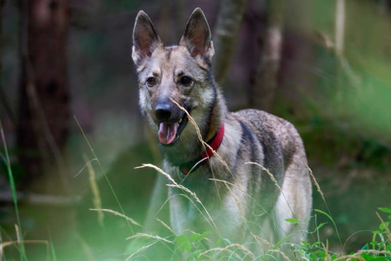 Hope, a Belgian Sheepdog and Siberian Husky mix tested with EmbarkVet.com