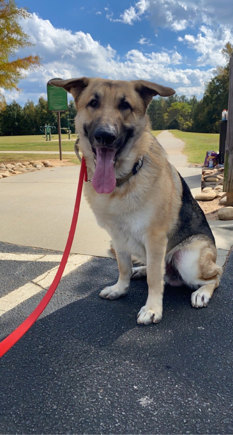 Strider, a German Shepherd Dog tested with EmbarkVet.com