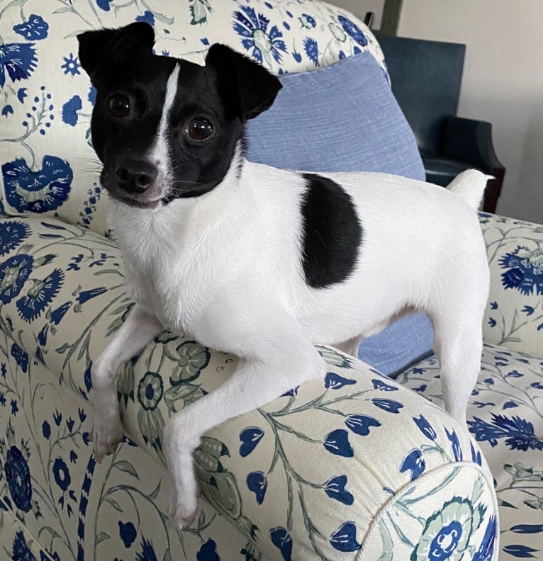 Winston, a Toy Fox Terrier tested with EmbarkVet.com