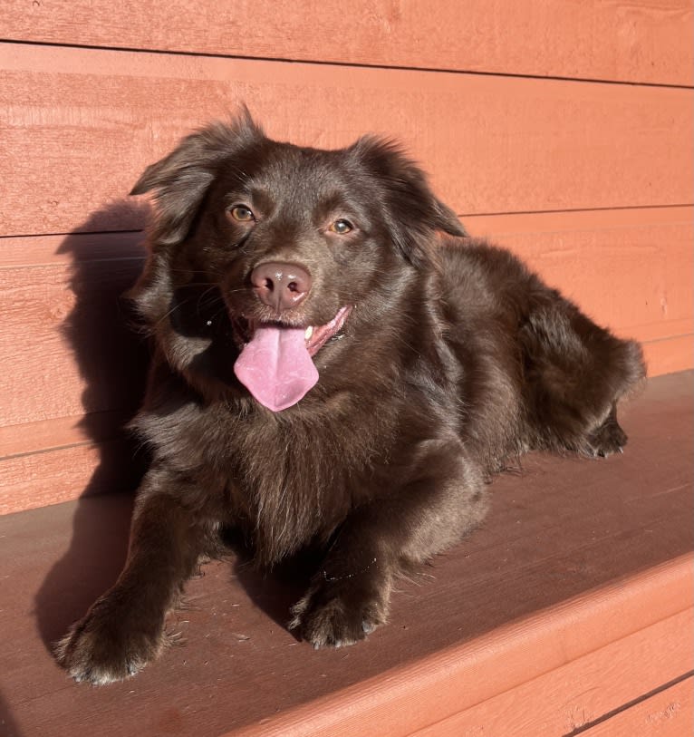 Snickers, an Australian Shepherd tested with EmbarkVet.com