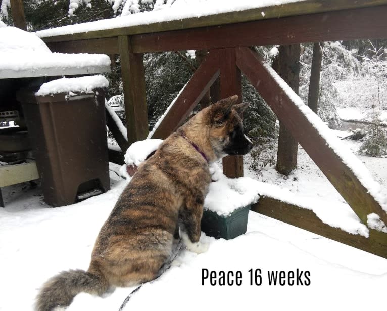 Peace, an Akita tested with EmbarkVet.com