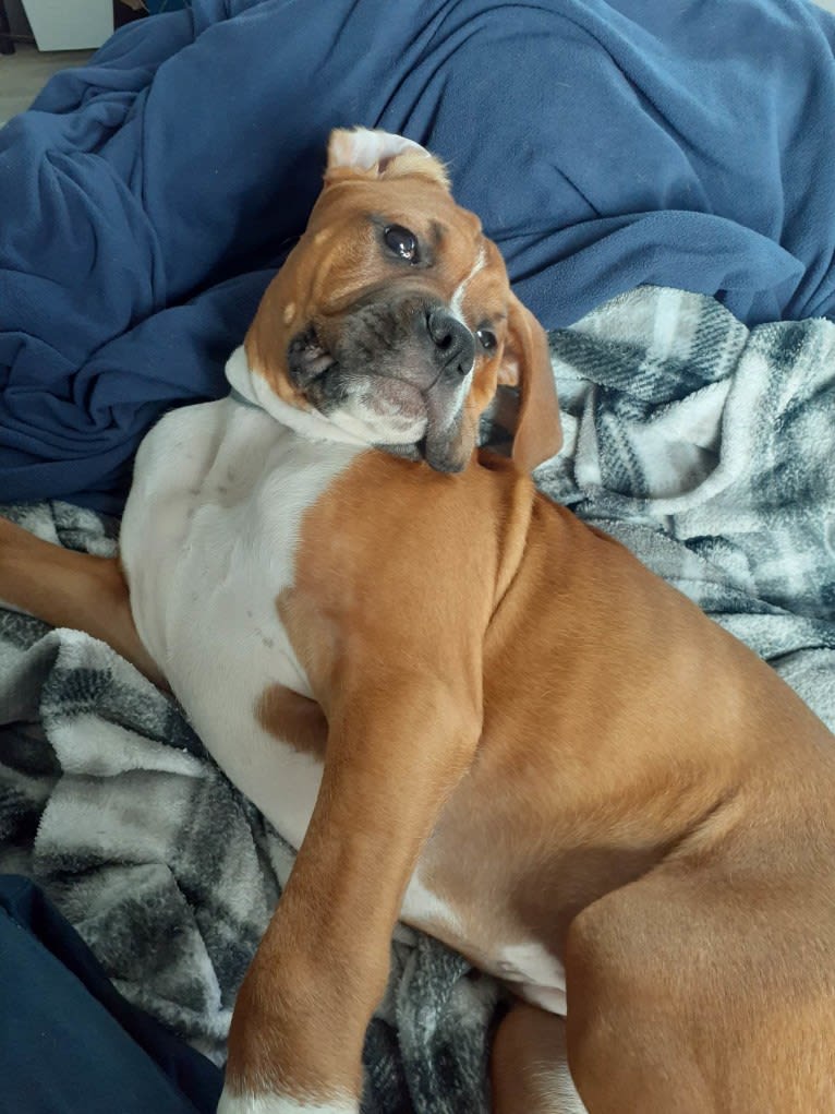 Nayeli "Nellie" Inara, a Boxer (6.5% unresolved) tested with EmbarkVet.com