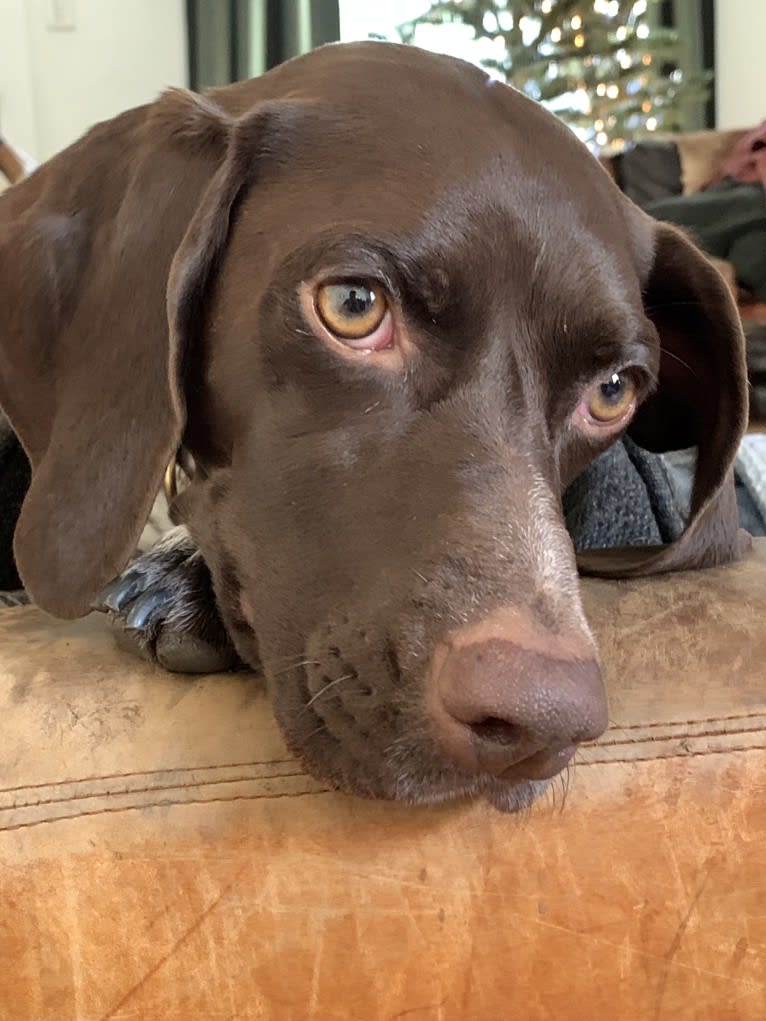 Juniper, a German Shorthaired Pointer tested with EmbarkVet.com