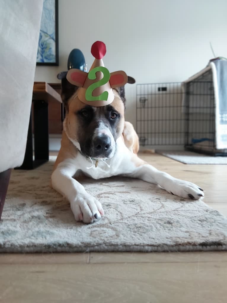 Winston Park, an Akita and American Pit Bull Terrier mix tested with EmbarkVet.com