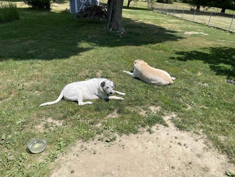 Ben, a Labrador Retriever and Great Pyrenees mix tested with EmbarkVet.com