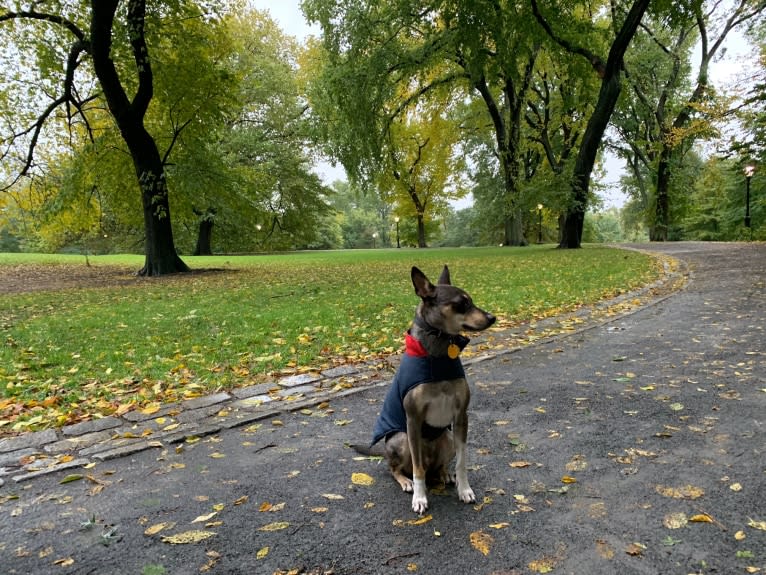 Loki, a Mountain Cur and Norwegian Elkhound mix tested with EmbarkVet.com