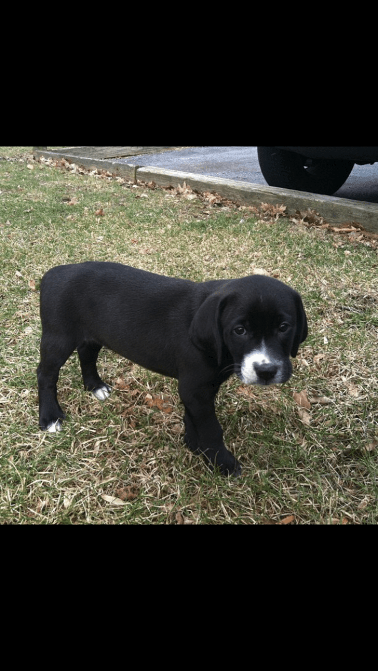 Tucker, a Labrador Retriever and American Staffordshire Terrier mix tested with EmbarkVet.com